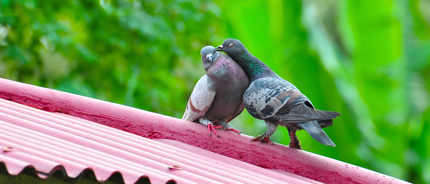 5 Things to Love About Your Roof